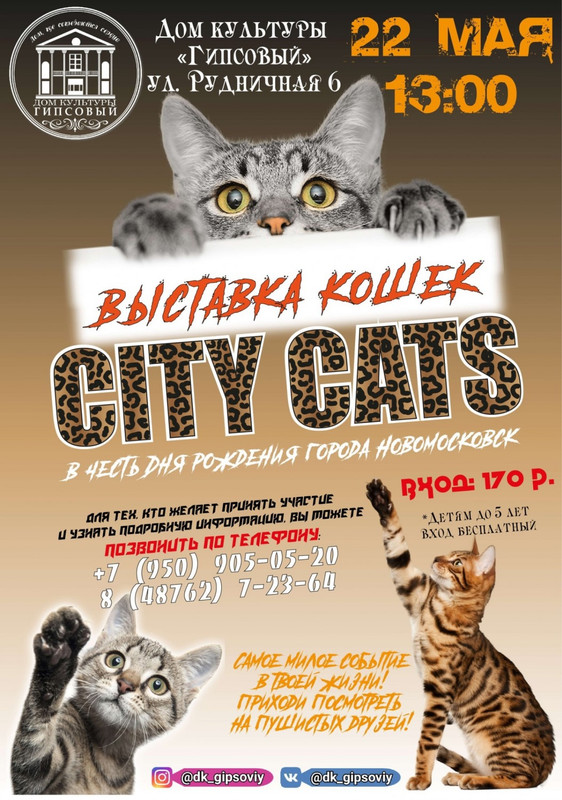 В Новомосковске пройдет выставка кошек