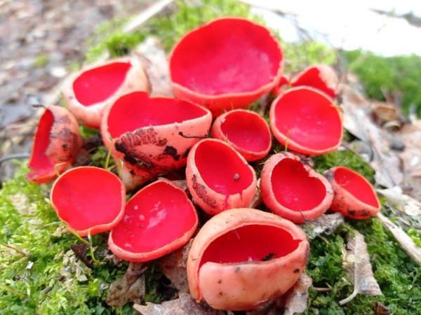 В лесах Тульской области грибники нашли «алую эльфову чашу»