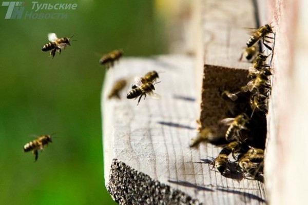 В Тульской области аграриев обязали предупреждать пчеловодов об обработке участков пестицидами и химикатами