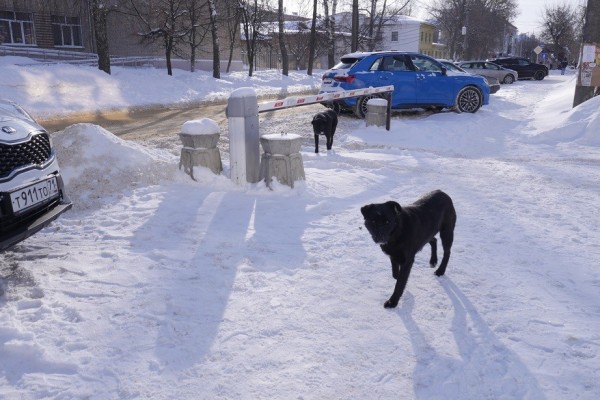 В Новомосковске на отлов безнадзорных собак потратят более 2,7 млн рублей