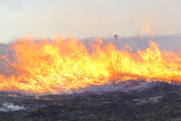 В МЧС не исключают введение в мае особого противопожарного режима в Тульской области