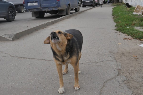 С администрации Новомосковска взыщут 15 тысяч рублей за укус ребёнка бродячей собакой