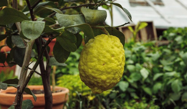 В оранжерее Ясной Поляны вырос 15-сантиметровый лимон